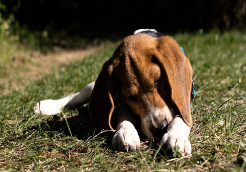 Nederlandse naam beagle: waarom het ras geen vertaling heeft en wat brak betekent